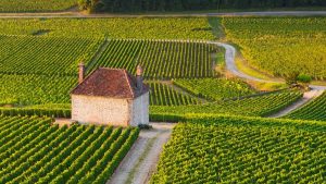 Read more about the article Appellation guide to Gevrey-Chambertin in Burgundy