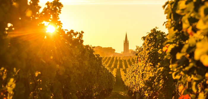 Vineyard sunrise idealwine climate change