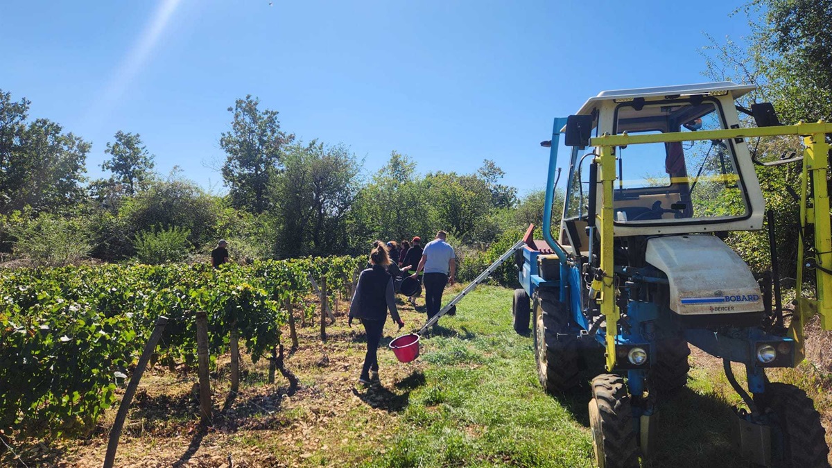 Read more about the article France’s 2024 harvest – Fewer grapes this year!