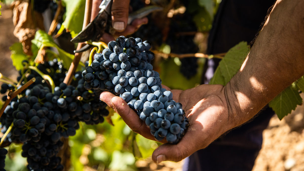 Read more about the article 2022 French Vintage Ratings