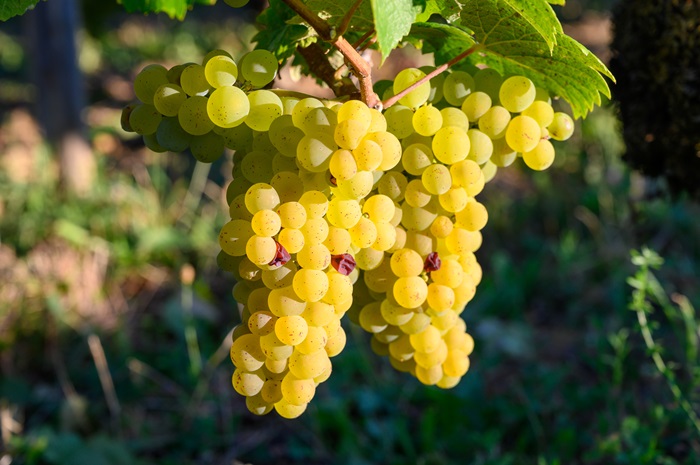 Savagnin grapes ready to harvest hanging on the vine